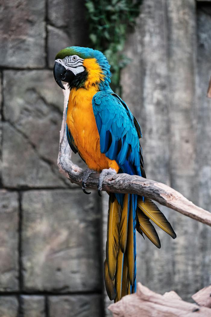 Blue and gold macaw