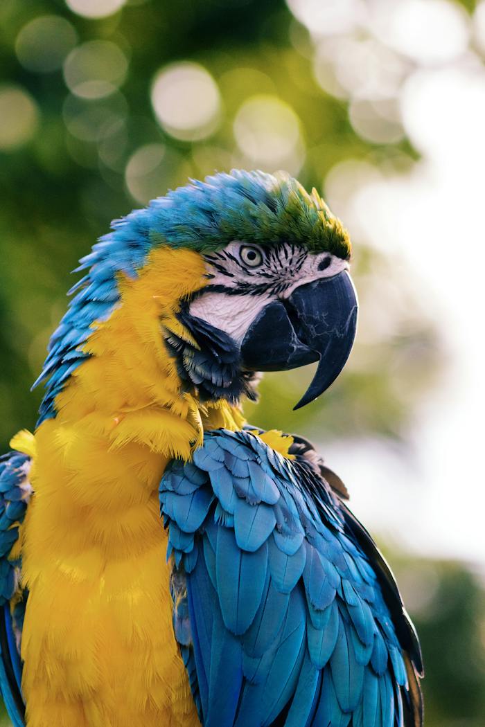 Colourful exotic parrot perched on a branch